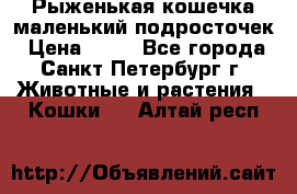 Рыженькая кошечка маленький подросточек › Цена ­ 10 - Все города, Санкт-Петербург г. Животные и растения » Кошки   . Алтай респ.